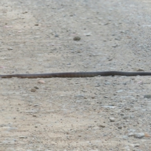 Notechis scutatus at Cotter River, ACT - 1 Feb 2022