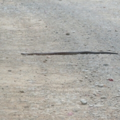 Notechis scutatus at Cotter River, ACT - 1 Feb 2022