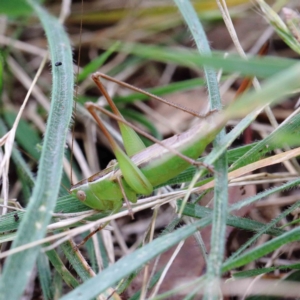 Conocephalomima barameda at Yarralumla, ACT - 22 Jan 2022