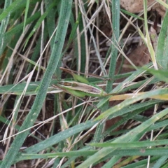 Conocephalomima barameda at Yarralumla, ACT - 22 Jan 2022