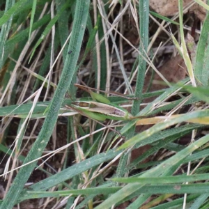 Conocephalomima barameda at Yarralumla, ACT - 22 Jan 2022