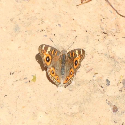 Junonia villida (Meadow Argus) at Yarralumla, ACT - 22 Jan 2022 by ConBoekel