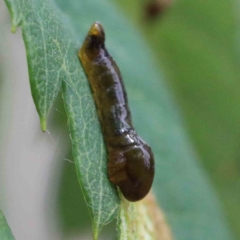 Caliroa cerasi (Cherry Slug Sawfly, Pear and Cherry Slug, Pear and Cherry Sawfly) at Yarralumla, ACT - 22 Jan 2022 by ConBoekel