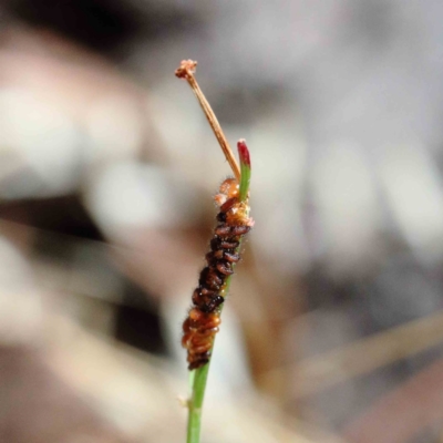 Aphididae (family) at Yarralumla, ACT - 22 Jan 2022 by ConBoekel