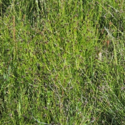 Schoenus apogon (Common Bog Sedge) at Tennent, ACT - 9 Nov 2021 by michaelb