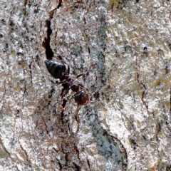 Crematogaster sp. (genus) (Acrobat ant, Cocktail ant) at Yarralumla, ACT - 22 Jan 2022 by ConBoekel