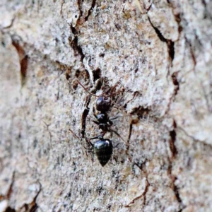 Crematogaster sp. (genus) at Yarralumla, ACT - 22 Jan 2022 02:28 PM