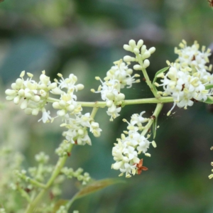 Ligustrum lucidum at Yarralumla, ACT - 22 Jan 2022