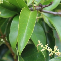 Ligustrum lucidum at Yarralumla, ACT - 22 Jan 2022