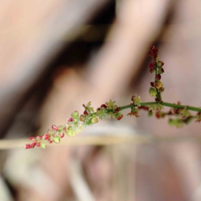 Rumex acetosella (Sheep Sorrel) at Yarralumla, ACT - 22 Jan 2022 by ConBoekel