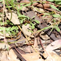 Rumex acetosella at Yarralumla, ACT - 22 Jan 2022