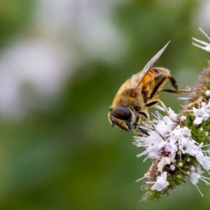 Eristalis tenax at Palmerston, ACT - 30 Jan 2022 11:26 AM