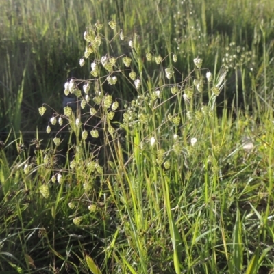 Briza minor (Shivery Grass) at Tennent, ACT - 9 Nov 2021 by michaelb