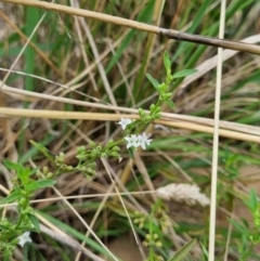 Mentha diemenica (Wild Mint, Slender Mint) at Palmerston, ACT - 2 Feb 2022 by EmilySutcliffe