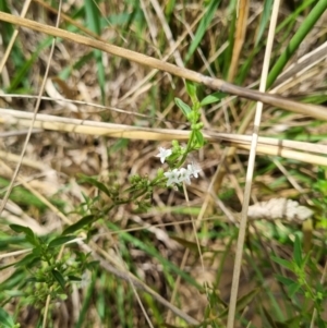 Mentha diemenica at Palmerston, ACT - 2 Feb 2022 12:33 PM