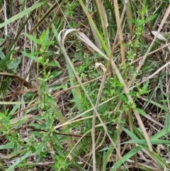 Mentha diemenica at Palmerston, ACT - 2 Feb 2022 12:33 PM