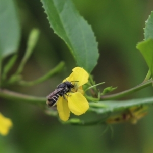 Megachile sp. (several subgenera) at Cook, ACT - 1 Feb 2022