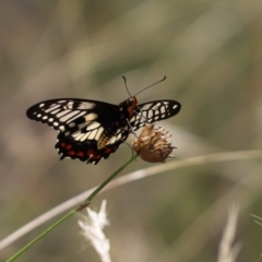 Papilio anactus (Dainty Swallowtail) at Cook, ACT - 1 Feb 2022 by Tammy