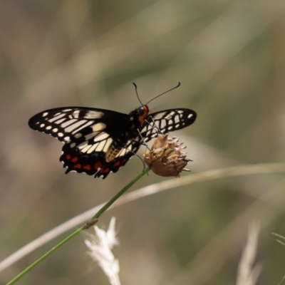 Papilio anactus (Dainty Swallowtail) at Cook, ACT - 1 Feb 2022 by Tammy