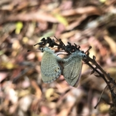 Nacaduba biocellata (Two-spotted Line-Blue) at Acton, ACT - 2 Feb 2022 by PeterR