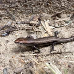 Lampropholis delicata (Delicate Skink) at Jerrabomberra, NSW - 2 Feb 2022 by SteveBorkowskis