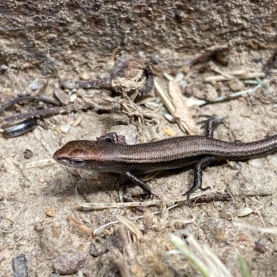 Lampropholis delicata (Delicate Skink) at Jerrabomberra, NSW - 2 Feb 2022 by SteveBorkowskis