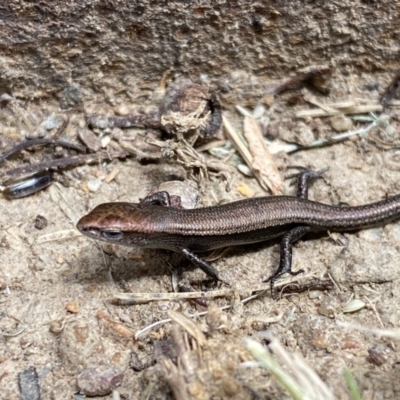 Lampropholis delicata (Delicate Skink) at Jerrabomberra, NSW - 2 Feb 2022 by Steve_Bok