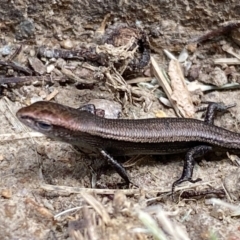 Lampropholis delicata at Jerrabomberra, NSW - 2 Feb 2022