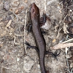 Lampropholis delicata at Jerrabomberra, NSW - 2 Feb 2022