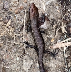 Lampropholis delicata at Jerrabomberra, NSW - 2 Feb 2022