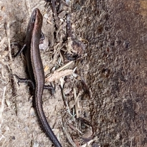 Lampropholis delicata at Jerrabomberra, NSW - 2 Feb 2022