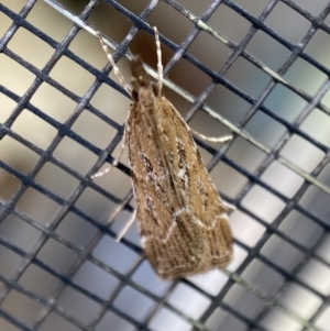 Eudonia cleodoralis at Jerrabomberra, NSW - 2 Feb 2022