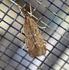 Eudonia cleodoralis at Jerrabomberra, NSW - 2 Feb 2022