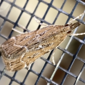 Eudonia cleodoralis at Jerrabomberra, NSW - 2 Feb 2022