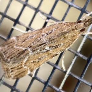 Eudonia cleodoralis at Jerrabomberra, NSW - 2 Feb 2022