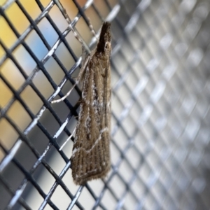 Eudonia cleodoralis at Jerrabomberra, NSW - 2 Feb 2022