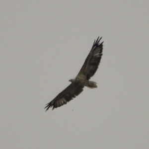 Haliaeetus leucogaster at Kingston, ACT - 24 Jan 2022