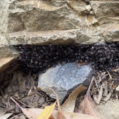 Dolichoderus doriae (Dolly ant) at Brindabella, NSW - 1 Feb 2022 by mcosgrove