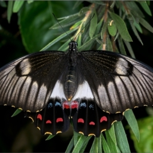 Papilio aegeus at Holt, ACT - 2 Feb 2022 01:35 PM