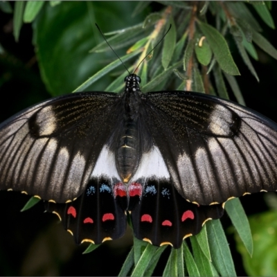 Papilio aegeus (Orchard Swallowtail, Large Citrus Butterfly) at Holt, ACT - 2 Feb 2022 by Margo