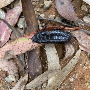 Panesthia australis at Cotter River, ACT - 1 Feb 2022 02:37 PM