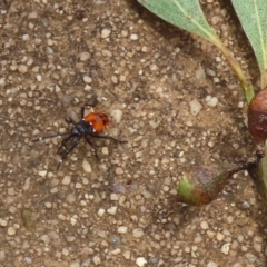 Dindymus versicolor at Paddys River, ACT - 1 Feb 2022