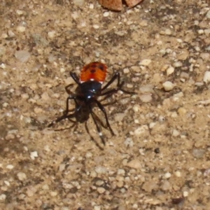 Dindymus versicolor at Paddys River, ACT - 1 Feb 2022