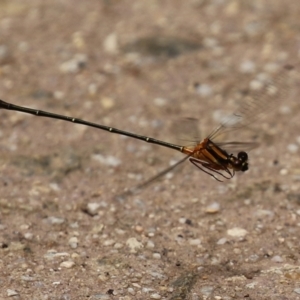 Nososticta solida at Cotter Reserve - 1 Feb 2022