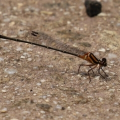 Nososticta solida at Cotter Reserve - 1 Feb 2022