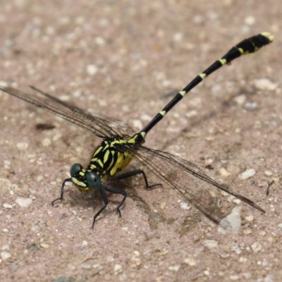 Hemigomphus gouldii (Southern Vicetail) at Cotter Reserve - 1 Feb 2022 by RodDeb