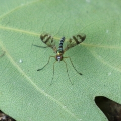 Heteropsilopus ingenuus at Cotter Reserve - 1 Feb 2022