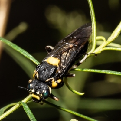 Pergagrapta bicolor (A sawfly) at Cook, ACT - 2 Feb 2022 by Roger