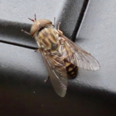 Dasybasis sp. (genus) (A march fly) at Coree, ACT - 1 Feb 2022 by RodDeb