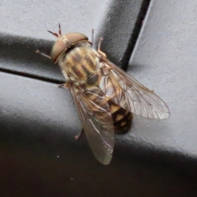Dasybasis sp. (genus) (A march fly) at Coree, ACT - 1 Feb 2022 by RodDeb